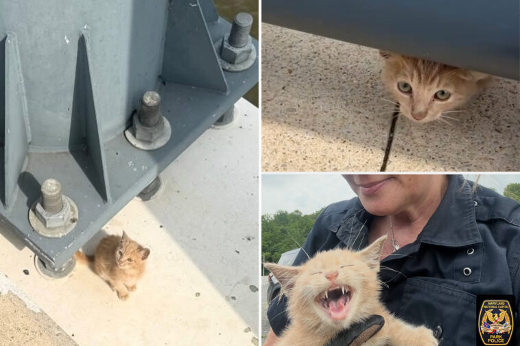 tiny-cat-rescued-after-being-thrown-from-moving-vehicle-on-bridge