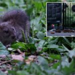 trendy-nyc-nabe-sees-37%-surge-in-rat-sightings-in-2026-—-even-as-reports-dip-citywide