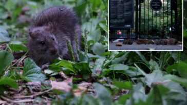 trendy-nyc-nabe-sees-37%-surge-in-rat-sightings-in-2026-—-even-as-reports-dip-citywide