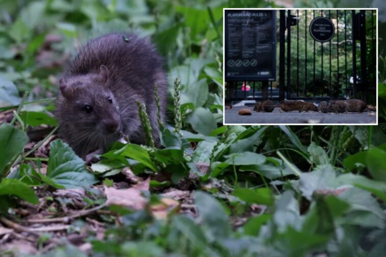 trendy-nyc-nabe-sees-37%-surge-in-rat-sightings-in-2026-—-even-as-reports-dip-citywide