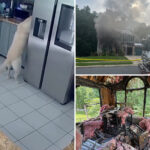 dog-accidentally-turns-on-toaster,-sparking-maryland-house-fire-that-killed-3-family-pets