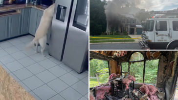 dog-accidentally-turns-on-toaster,-sparking-maryland-house-fire-that-killed-3-family-pets