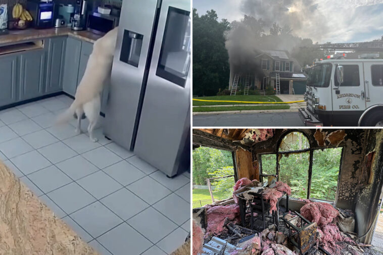 dog-accidentally-turns-on-toaster,-sparking-maryland-house-fire-that-killed-3-family-pets