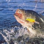 two-regular-joes-will-compete-with-pros-for-$3.25m-purse-at-inaugural-‘the-champions’-bass-fishing-tournament