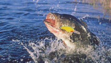 two-regular-joes-will-compete-with-pros-for-$3.25m-purse-at-inaugural-‘the-champions’-bass-fishing-tournament