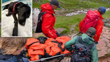 dog-has-‘bad-trip’-after-apparently-ingesting-cannabis-on-trail,-needing-a-rescue-after-she-couldn’t-walk
