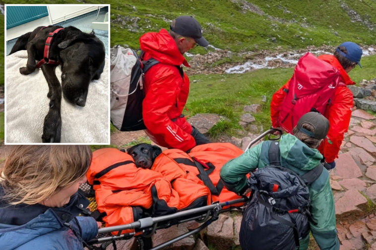 dog-has-‘bad-trip’-after-apparently-ingesting-cannabis-on-trail,-needing-a-rescue-after-she-couldn’t-walk