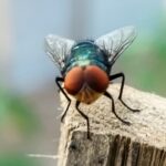 could-flesh-eating-screwworms-end-up-in-your-beef?-usda-reveals-risk-level