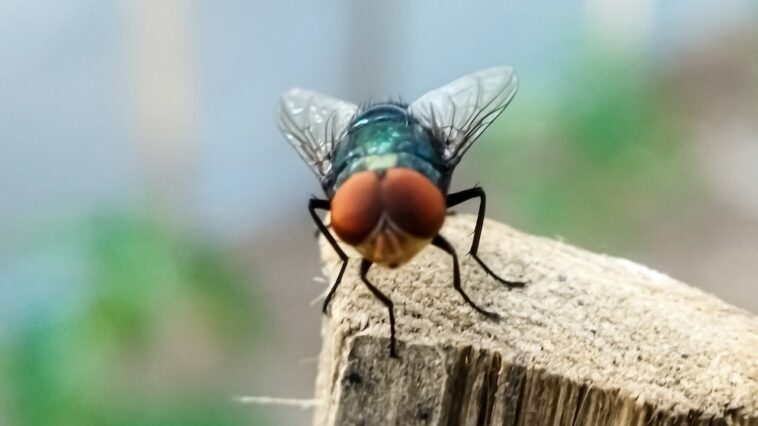 could-flesh-eating-screwworms-end-up-in-your-beef?-usda-reveals-risk-level
