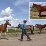 sinister-new-video-emerges-after-four-horses-shot-dead-by-cowboys-on-remote-california-ranch