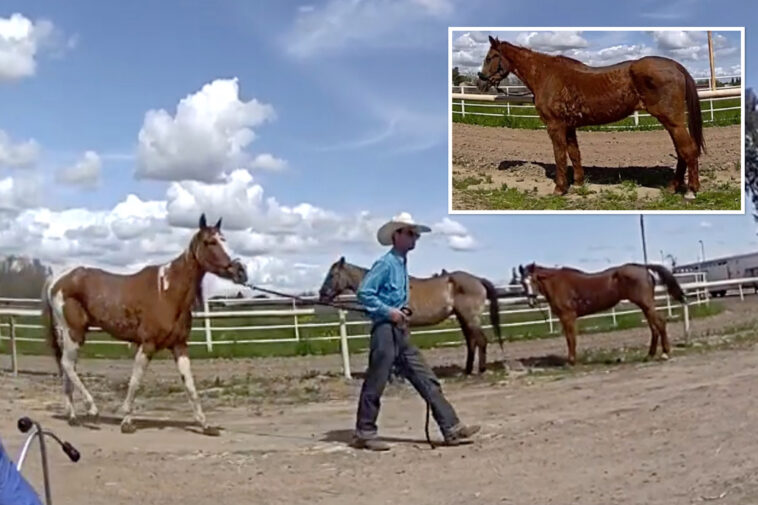 sinister-new-video-emerges-after-four-horses-shot-dead-by-cowboys-on-remote-california-ranch