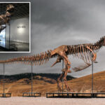 mystery-bidder-buys-‘gus’-the-t.-rex-for-a-record-$50m:-‘exceptional-find’