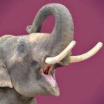 deadly-memory:-rogue-elephant-stalks-family-for-14-years-to-kill-4-members,-even-after-they-moved-miles-away-to-escape-his-fury