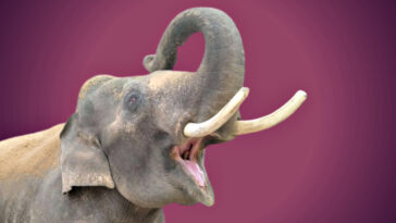 deadly-memory:-rogue-elephant-stalks-family-for-14-years-to-kill-4-members,-even-after-they-moved-miles-away-to-escape-his-fury