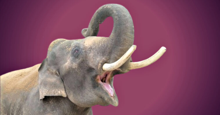 deadly-memory:-rogue-elephant-stalks-family-for-14-years-to-kill-4-members,-even-after-they-moved-miles-away-to-escape-his-fury