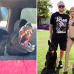 ex-assistant-sues-spencer-pratt-and-heidi-montag-over-dog-bite-claims