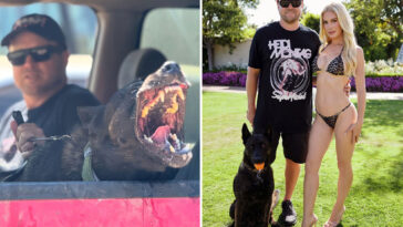ex-assistant-sues-spencer-pratt-and-heidi-montag-over-dog-bite-claims