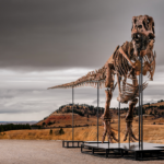 massive-t.-rex-fossil-roars-to-$50-million-sale,-becoming-one-of-the-priciest-ever-auctioned