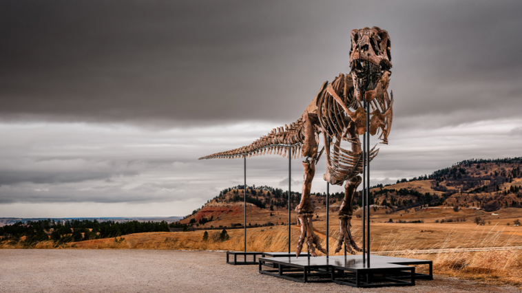 massive-t.-rex-fossil-roars-to-$50-million-sale,-becoming-one-of-the-priciest-ever-auctioned
