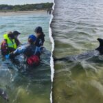 rescuers-work-to-save-nearly-50-bottlenose-dolphins-in-historic-cape-cod-stranding