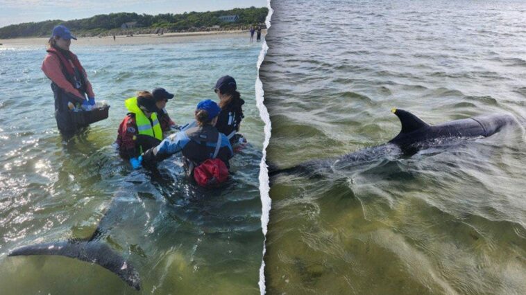 rescuers-work-to-save-nearly-50-bottlenose-dolphins-in-historic-cape-cod-stranding