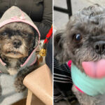 callous-dog-napper-with-over-40-prior-arrests-steals-beloved-senior-shih-tzu,-gets-cut-loose-in-court