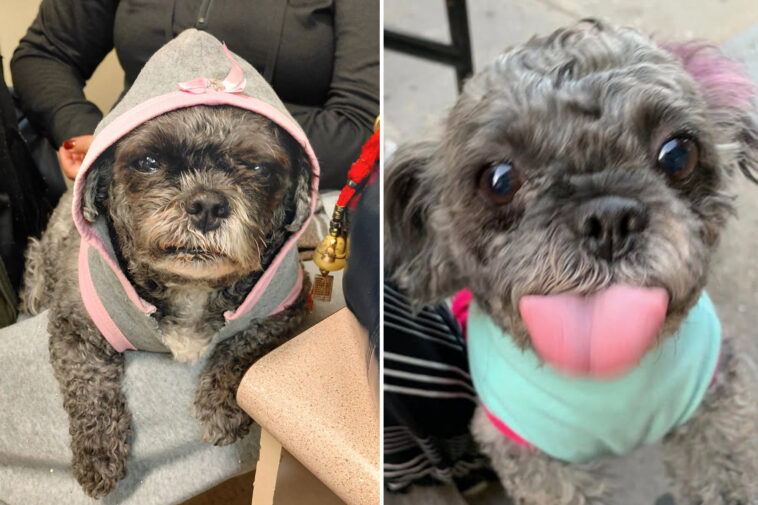 callous-dog-napper-with-over-40-prior-arrests-steals-beloved-senior-shih-tzu,-gets-cut-loose-in-court