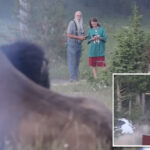 yellowstone-bison-that-tossed-tourist-8-feet-into-air-will-not-be-euthanized