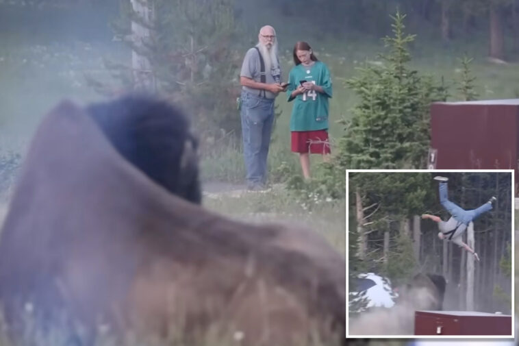 yellowstone-bison-that-tossed-tourist-8-feet-into-air-will-not-be-euthanized
