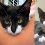 bank-robbery-suspect-allegedly-steals-kitten,-asks-employee-to-hold-it-before-demanding-cash