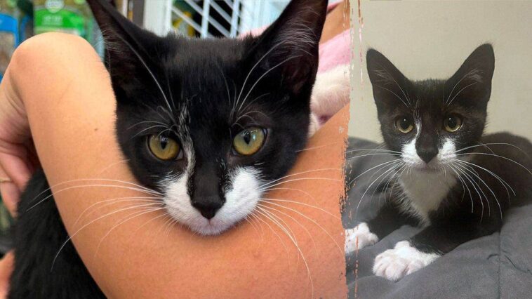 bank-robbery-suspect-allegedly-steals-kitten,-asks-employee-to-hold-it-before-demanding-cash