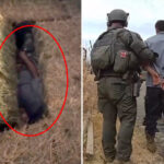domestic-violence-suspect-hides-in-haystack-as-california-cops-use-clever-tactic-to-find-him