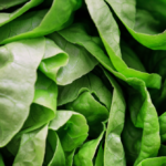 officials:-lettuce-or-salad-greens-linked-to-‘explosive’-diarrhea-outbreak-hitting-thousands-across-us.