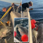 1,700lb-great-white-shark-‘contender’-—-biggest-ever-recorded-in-atlantic-—-believed-to-be-heading-to-summer-hotspot