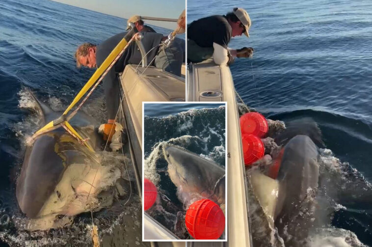 1,700lb-great-white-shark-‘contender’-—-biggest-ever-recorded-in-atlantic-—-believed-to-be-heading-to-summer-hotspot