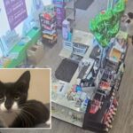 maryland-bank-robbery-suspect-allegedly-steals-kitten,-asks-employee-to-hold-it-before-demanding-cash