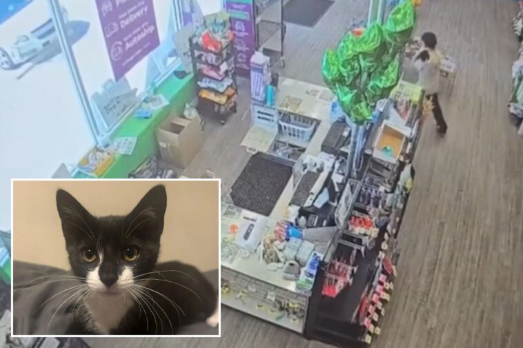 maryland-bank-robbery-suspect-allegedly-steals-kitten,-asks-employee-to-hold-it-before-demanding-cash