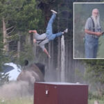 heroic-grandpa-lured-bison-away-from-grandson-before-it-tossed-him-8-feet-into-air-at-yellowstone,-photographer-reveals
