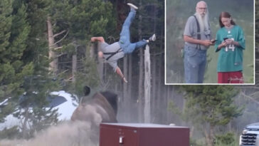 heroic-grandpa-lured-bison-away-from-grandson-before-it-tossed-him-8-feet-into-air-at-yellowstone,-photographer-reveals
