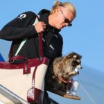 taxidermied-raccoons-are-seeing-unprecedented-demand-thanks-to-norwegian-soccer-star-erling-haaland