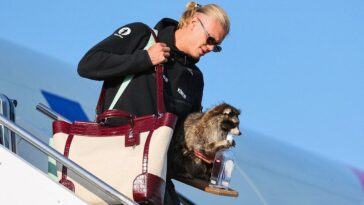 taxidermied-raccoons-are-seeing-unprecedented-demand-thanks-to-norwegian-soccer-star-erling-haaland