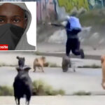 heroic-pups-save-dog-walker-from-attempted-rape-after-masked-brute-tried-to-chase-her-into-tunnel