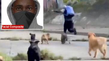 heroic-pups-save-dog-walker-from-attempted-rape-after-masked-brute-tried-to-chase-her-into-tunnel
