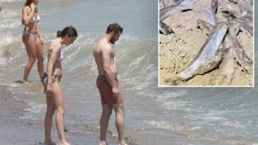 what-times-to-see-the-california-grunion-run-in-2026-–-two-hour-viewing-windows-start-this-week
