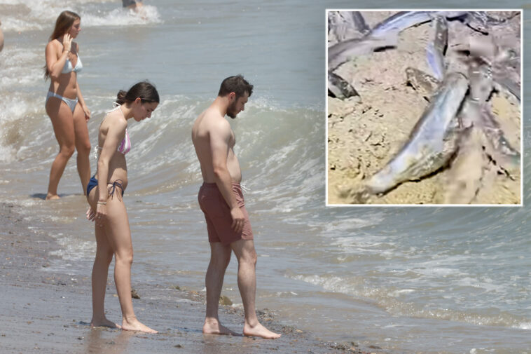 what-times-to-see-the-california-grunion-run-in-2026-–-two-hour-viewing-windows-start-this-week
