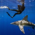 florida-fisherman-uses-speargun-to-hold-off-three-attacking-sharks-during-destin-dive