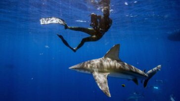florida-fisherman-uses-speargun-to-hold-off-three-attacking-sharks-during-destin-dive
