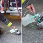insane-video-shows-fire-crew-save-a-tiny-pigeon-with-an-oxygen-mask