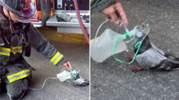 insane-video-shows-fire-crew-save-a-tiny-pigeon-with-an-oxygen-mask