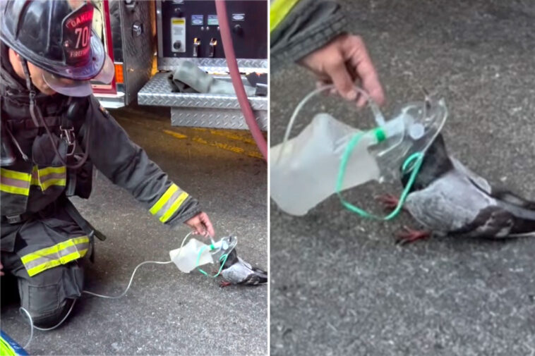 insane-video-shows-fire-crew-save-a-tiny-pigeon-with-an-oxygen-mask